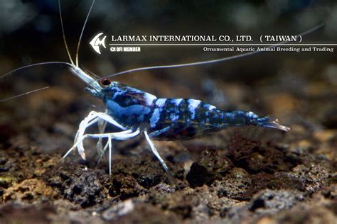 blue ghost sulawesi shrimp